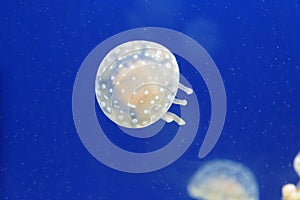 White Jellyfish