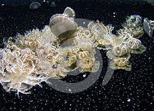 White Jellyfish