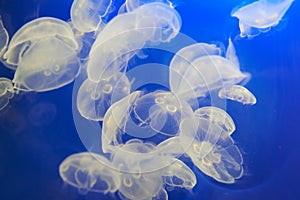 White jellyfish (Aurelia aurita or Moon jelly)