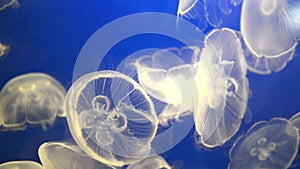 White jellyfish (Aurelia aurita or Moon jelly)