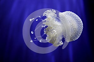 White jellyfish blue background