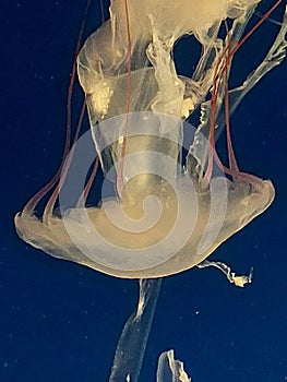 White Jellyfish at the Long Beach Aquarium of the Pacific