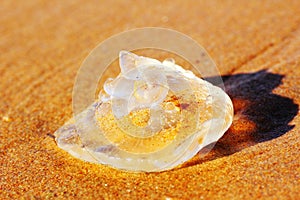 White jellyfish in golden wet sand, bright in sunlight