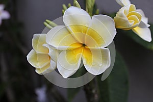 White Jepun flower after morning rain