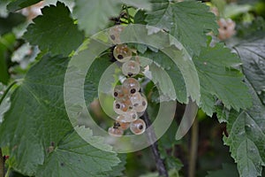 White juicy berries. Tasty. White currant, ordinary, garden. Small deciduous shrub family Grossulariaceae