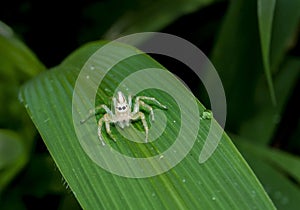 White jumper spider on leaf with green background