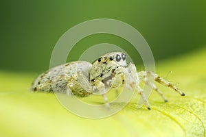 White Jumping Spiders