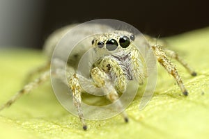 White Jumping Spiders