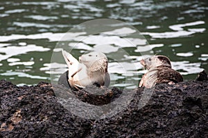 White juvenil harbor seal photo