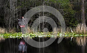 White juvenile Little Blue Heron by canoe kayak trail directional sign Okefenokee Swamp National Wildlife Refuge, Georgia