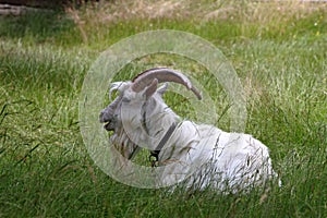 White k goat with long chin