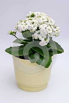 White kalanchoe flower in pot on white background