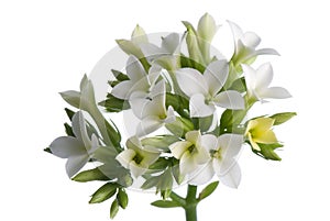 White kalanchoe flowers