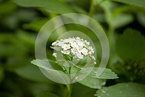 The White Kalanchoe Kalandiva (Latin KalÃ¡nchoÃ«)