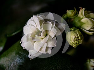 White kalanchoe widows thrill succulent macro shot