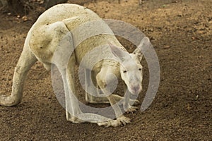 White Kangaroo