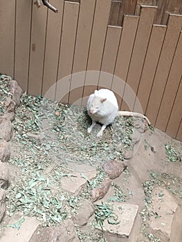 White kangaroo from Australian and Hongkong