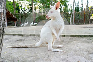 White kangaroo with red eye stand and look to left side and stay in part of the garden with relax action