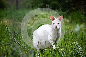 White kangaroo stands peacefully