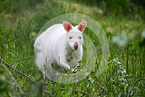 White kangaroo stands peacefully in a grassy field