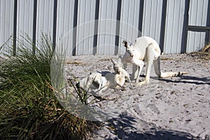 White Kangaroos, Albany, WA, Australia