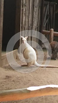White Kangoroo