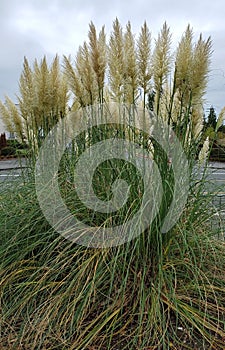 White Kans grass bush