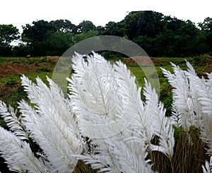 White Kash or Kans grass