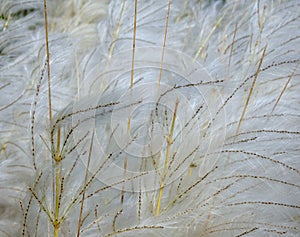 White Kash or Kans grass