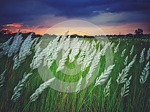 White kash plant or kans grass bloomed among green fields with red and blue clouds in sky photo