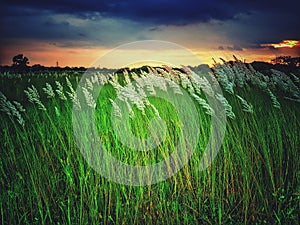 White kash plant or kans grass bloomed among green fields with red and blue clouds in sky photo