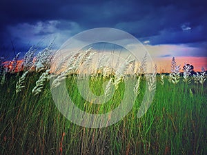 White kash plant or kans grass bloomed among green fields with red and blue clouds in sky photo