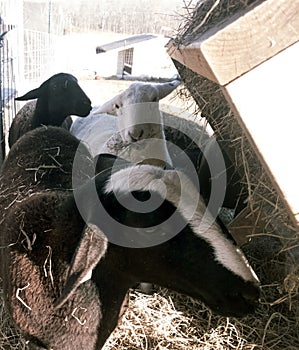 White Katahdin ewe lamb eating hay