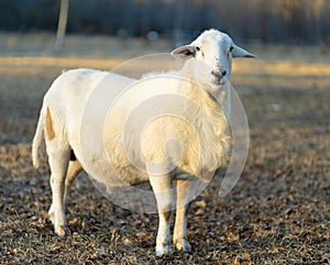 White Katahdin sheep ram on a late fall field