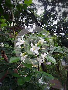 white kemuning flower photo