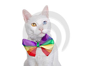 White khao Manee cat with heterochromia wearing a rainbow colored bow tie