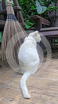 White Khaomanee cat and coconut leaf broom on cleaning sunny day