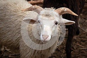 White kid with horns close up