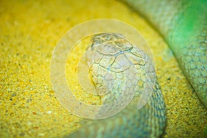 White king cobra head. King Cobra (Ophiophagus hannah), the worl