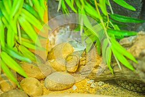 White king cobra head. King Cobra (Ophiophagus hannah), the worl