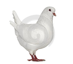 White King pigeon isolated on white