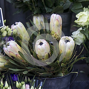 The White King Protea or protea cynaroides is flowering with large buds