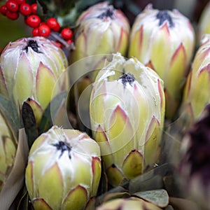 White King Protea or protea cynaroides