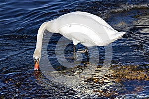 White king swan Cygnus olor searches for food in the waters of the Baltic Sea