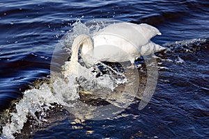 White king swan Cygnus olor searches for food in the waters of the Baltic Sea
