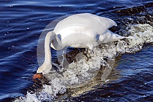 White king swan Cygnus olor searches for food in the waters of the Baltic Sea