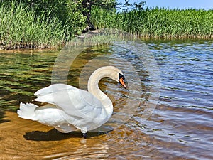 White king swan with the napped feathers of the Kisezers lake - one of the largest freshwater lakes