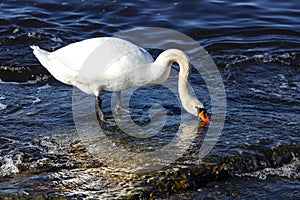 White king swan searches for food in the waters of the Baltic Sea