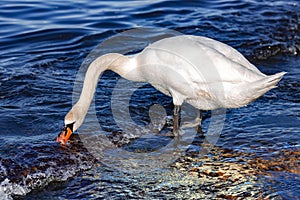 White king swan searches for food in the waters of the Baltic Sea