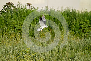 White Kite Hawk Hunting